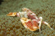 Spotted Porcelain Crab Sea Wall Decal