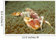 Spotted Porcelain Crab Sea Wall Decal