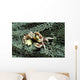 Porcelain Crab Eating Solomon Wall Decal