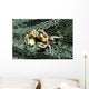 Porcelain Crab Eating Solomon Wall Decal