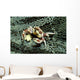 Porcelain Crab Eating Solomon Wall Decal
