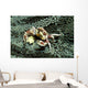 Porcelain Crab Eating Solomon Wall Decal
