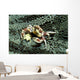 Porcelain Crab Eating Solomon Wall Decal