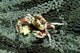 Porcelain Crab Eating Solomon Wall Decal