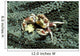 Porcelain Crab Eating Solomon Wall Decal