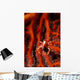 Elegant Squat Lobster Allogalathea Wall Decal