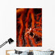 Elegant Squat Lobster Allogalathea Wall Decal