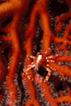 Elegant Squat Lobster Allogalathea Wall Decal