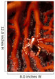 Elegant Squat Lobster Allogalathea Wall Decal