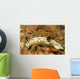 Dark Margin Glossodoris Nudibranch Wall Decal