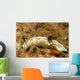 Dark Margin Glossodoris Nudibranch Wall Decal