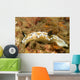 Dark Margin Glossodoris Nudibranch Wall Decal