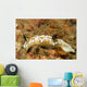 Dark Margin Glossodoris Nudibranch Wall Decal