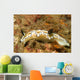 Dark Margin Glossodoris Nudibranch Wall Decal