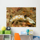 Dark Margin Glossodoris Nudibranch Wall Decal