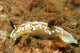 Dark Margin Glossodoris Nudibranch Wall Decal