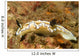 Dark Margin Glossodoris Nudibranch Wall Decal