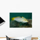 Checkerboard Wrasse Intermediate Form Wall Decal