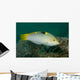 Checkerboard Wrasse Intermediate Form Wall Decal