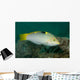 Checkerboard Wrasse Intermediate Form Wall Decal