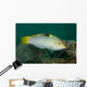 Checkerboard Wrasse Intermediate Form Wall Decal