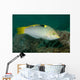 Checkerboard Wrasse Intermediate Form Wall Decal