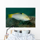 Checkerboard Wrasse Intermediate Form Wall Decal