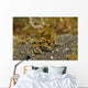 Decorator Crab Covered Debris Wall Decal
