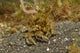 Decorator Crab Covered Debris Wall Decal