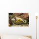 Spectacled Filefish Cantherhines Fronticinctus Wall Decal