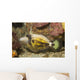 Spectacled Filefish Cantherhines Fronticinctus Wall Decal