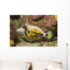 Spectacled Filefish Cantherhines Fronticinctus Wall Decal