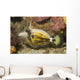 Spectacled Filefish Cantherhines Fronticinctus Wall Decal