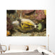 Spectacled Filefish Cantherhines Fronticinctus Wall Decal