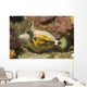 Spectacled Filefish Cantherhines Fronticinctus Wall Decal