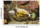 Spectacled Filefish Cantherhines Fronticinctus Wall Decal