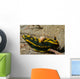 Tambja Gabrielae Nudibranch with Wall Decal