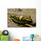 Tambja Gabrielae Nudibranch with Wall Decal