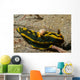 Tambja Gabrielae Nudibranch with Wall Decal