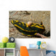 Tambja Gabrielae Nudibranch with Wall Decal
