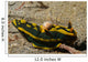 Tambja Gabrielae Nudibranch with Wall Decal