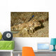 Fingered Dragonet Showing Modified Wall Decal