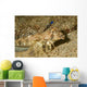 Fingered Dragonet Showing Modified Wall Decal