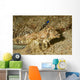 Fingered Dragonet Showing Modified Wall Decal