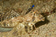 Fingered Dragonet Showing Modified Wall Decal