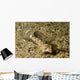 Fingered Dragonet Female Ocean Wall Decal
