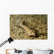 Fingered Dragonet Female Ocean Wall Decal