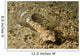 Fingered Dragonet Female Ocean Wall Decal