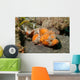 Flasher Socrpionfish Scorpaenopsis Macrochir Wall Decal Design 2