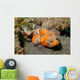 Flasher Socrpionfish Scorpaenopsis Macrochir Wall Decal Design 2